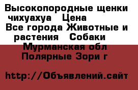 Высокопородные щенки чихуахуа › Цена ­ 25 000 - Все города Животные и растения » Собаки   . Мурманская обл.,Полярные Зори г.